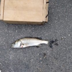 ハゼ爆釣を求めて