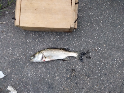 ハゼ爆釣を求めて