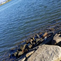 あれ？まだボラ？