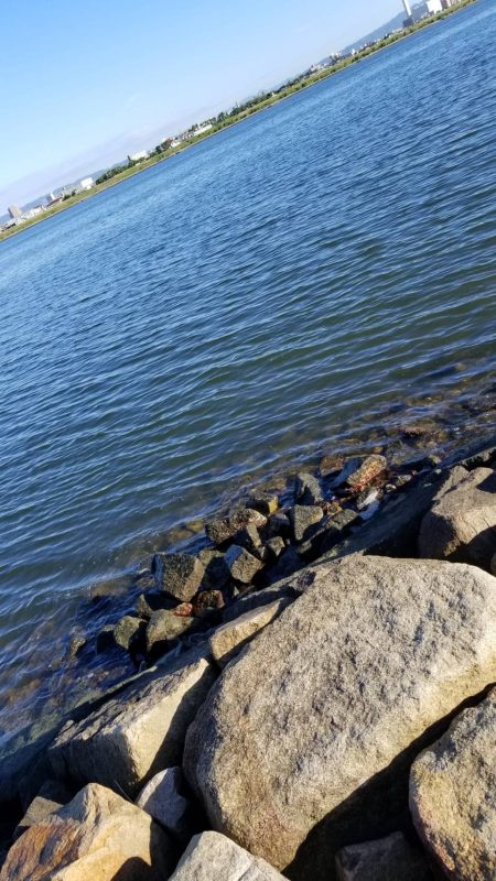 あれ？まだボラ？