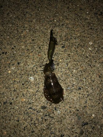 新子ランガン釣果