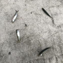 南風発生中、イワシ乱舞中