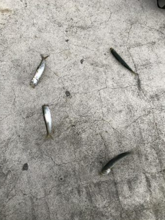 南風発生中、イワシ乱舞中