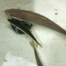 オフショアジギング