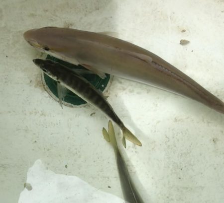 オフショアジギング