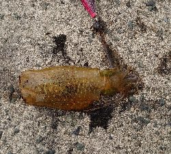 トンカツサイズも混じりだした!?