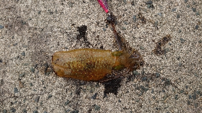 トンカツサイズも混じりだした!？