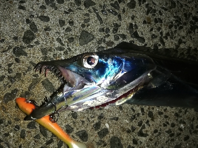 台風明け、吹き返しに気を付けながらも...…