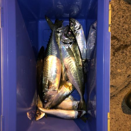 ナイトディープアジング