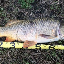 雨濁りのドブ川へ