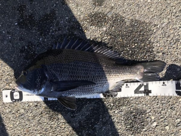 イチノ兄弟、釣果!