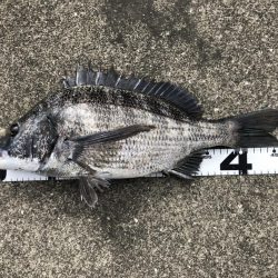 イチノ兄弟、釣果！