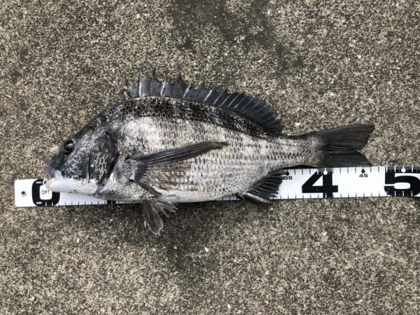 イチノ兄弟、釣果！