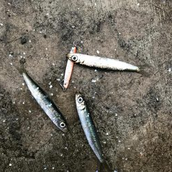 本日も本命無し!