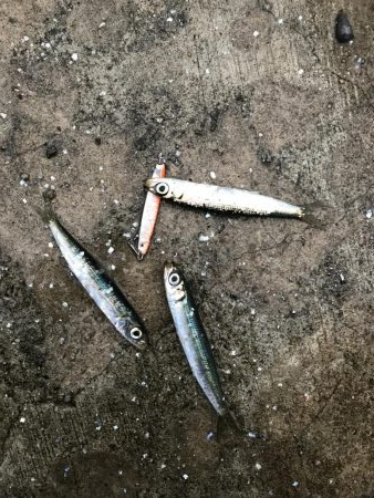 本日も本命無し!