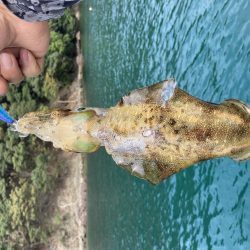 アオリが逃げていく(´༎ຶོρ༎ຶོ`)