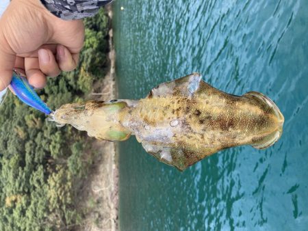 アオリが逃げていく(´༎ຶོρ༎ຶོ`)