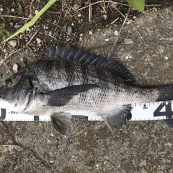 イチノ兄弟、釣果！