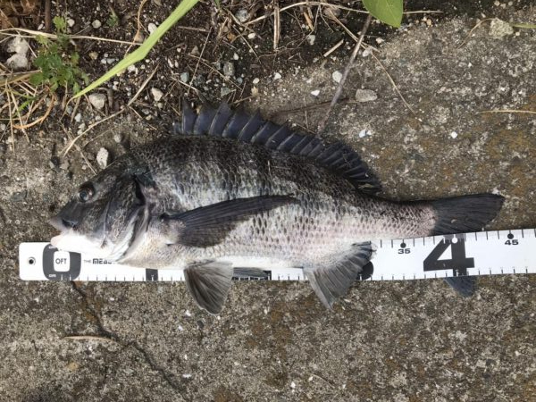 イチノ兄弟、釣果！