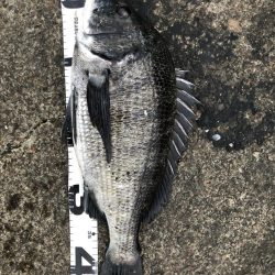 イチノ兄弟、釣果!