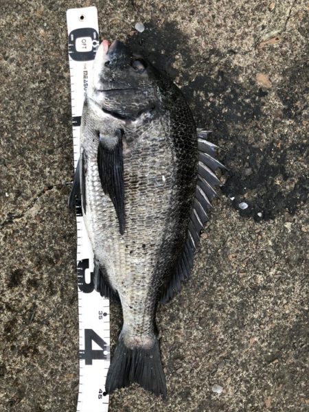 イチノ兄弟、釣果!