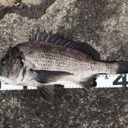 イチノ兄弟、釣果!