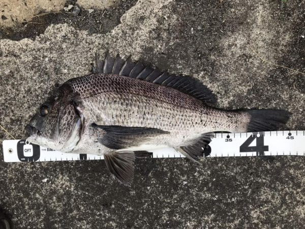 イチノ兄弟、釣果!