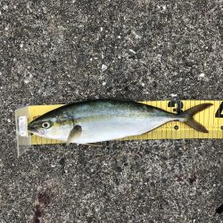 青物とタチウオ釣果見てポーアイ沖堤に