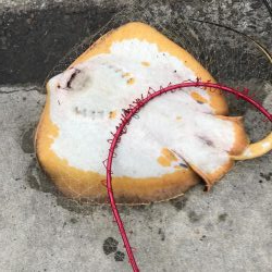 ジクサビキとアジで呑ませ