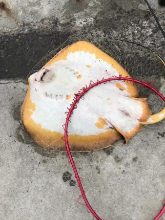 ジクサビキとアジで呑ませ