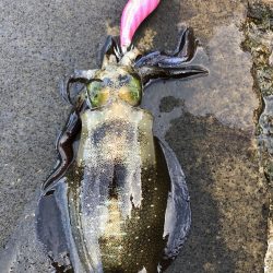 ハマチ！イカ！タチウオ！