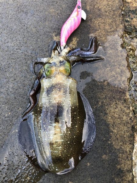 ハマチ！イカ！タチウオ！