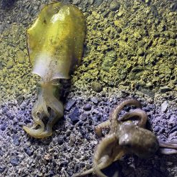 アオリイカ新子