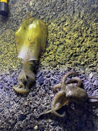 アオリイカ新子