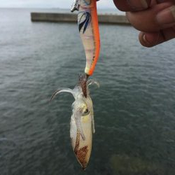 一応今期初アオリ