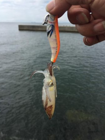 一応今期初アオリ