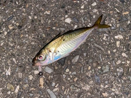 アジング釣行