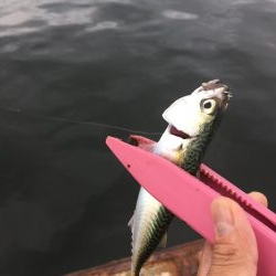 太刀魚はどこ？