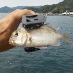 秋イカ釣れます