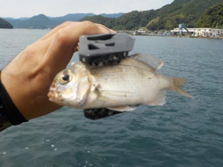 秋イカ釣れます