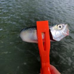 サビキでイワシ祭り