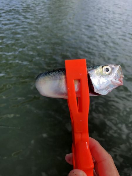 サビキでイワシ祭り