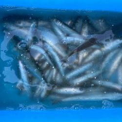 ファミリーフィッシングの合間に