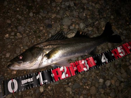 円山川シーバス