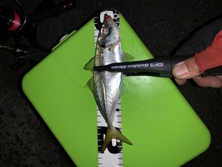 此処は大阪湾奥？