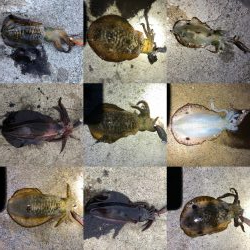 2020 佐渡ヶ島エギング 11回目