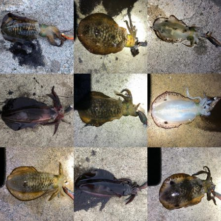 2020 佐渡ヶ島エギング 11回目