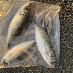 アジ渋いっす(汗)