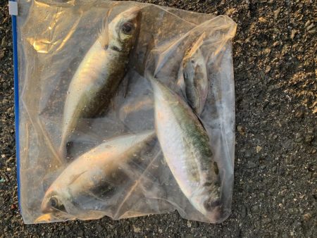 アジ渋いっす(汗)