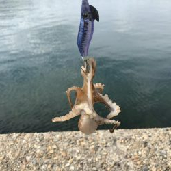 デイエギング 2